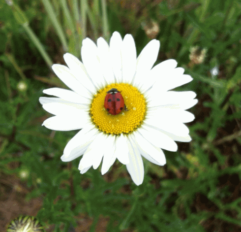 daisy-ladybug